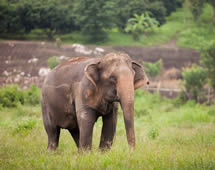 Thailand Elefant