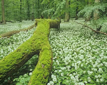 Blütenteppich im Nationalpark Hainich