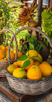 Orangenkorb auf Kreta